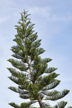 gökyüzü arka plan üzerinde Ladin ağacı. Noel ağacı