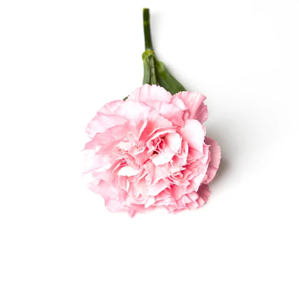 Cravo Rosa Flor Isolada Fundo Branco — Fotografia de Stock