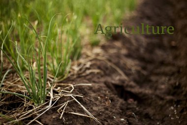 Soğan bahçe tarımı. Soğan sıradan yatak