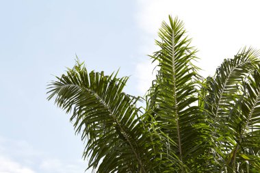 Mavi gökyüzü arka plan üzerinde eski palmiye ağacının dalları