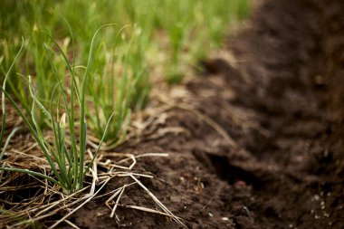 Soğan bahçe tarımı. Soğan sıradan yatak