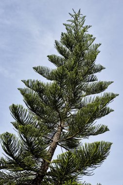 gökyüzü arka plan üzerinde Ladin ağacı. Noel ağacı
