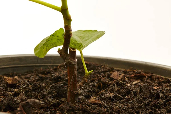 Feigenbaum Mit Früchten Topf Isoliert Auf Weiß — Stockfoto