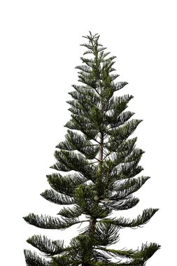 Ladin ağacı üzerinde beyaz izole. Noel ağacı