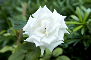 Beyaz gül bahçesinde, sabah ışık dekore edilmiştir..