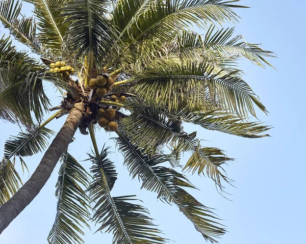 Кокосовые Пальмы Голубом Фоне Неба — стоковое фото