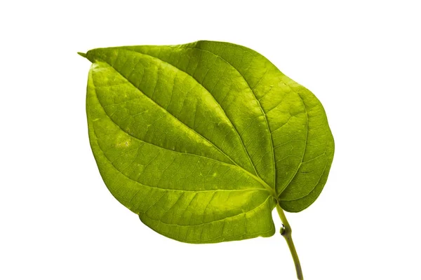 Betel Leaf Tropical Leaves White Background — Stock Photo, Image