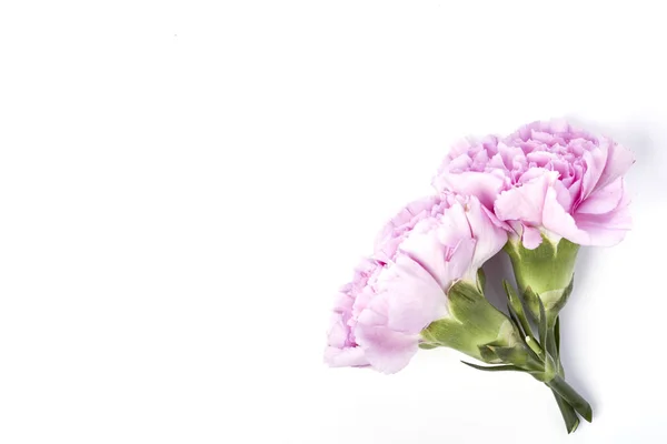 Růžová Karafiát Bílé Pozadí — Stock fotografie