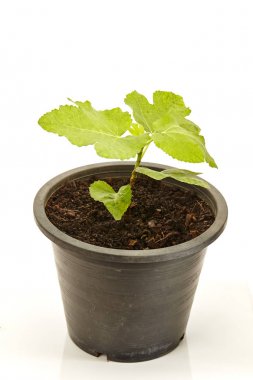 Tencerede beyaz izole meyve ile incir ağacı caka ayarla