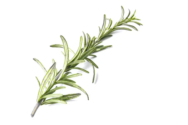 Rosemary Herb Closeup Isolated White Background Studio Image Spicy Vegetable — Stock Photo, Image