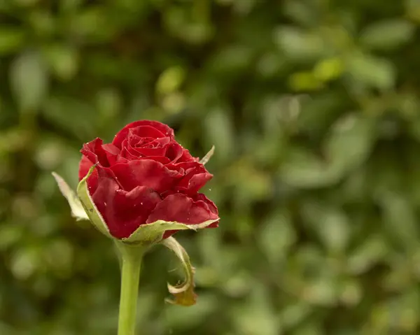 家の裏庭で飾られた赤いバラ愛の日 — ストック写真