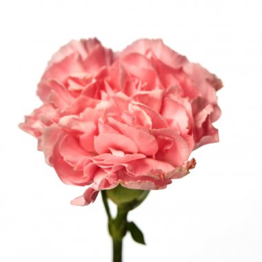 Beyaz arkaplanda izole edilmiş pembe karanfil çiçeği