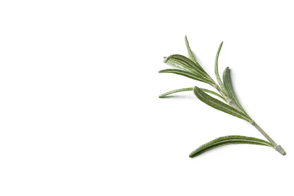 Rosemary Herb Closeup Isolated White Background Studio Image Spicy Vegetable — Stock Photo, Image