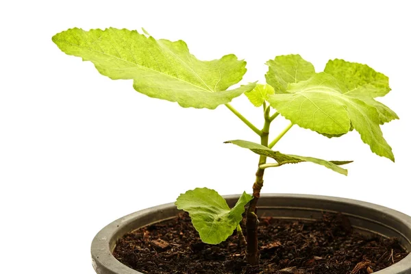Fig Tree Zwier Set Met Fruit Pot Geïsoleerd Wit — Stockfoto