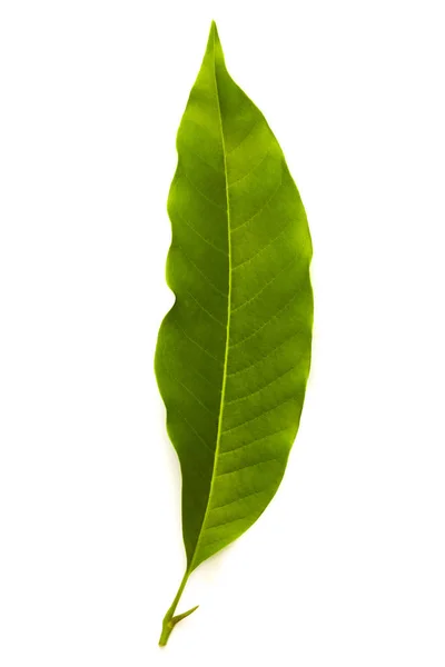 Champaka Leaf Tropical Isolated White Background — Stock Photo, Image