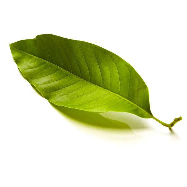 Champaka Leaf Tropical Isolated White Background — Stock Photo, Image