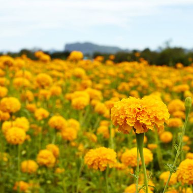Bahçede güzel kadife çiçeği çiçek çok