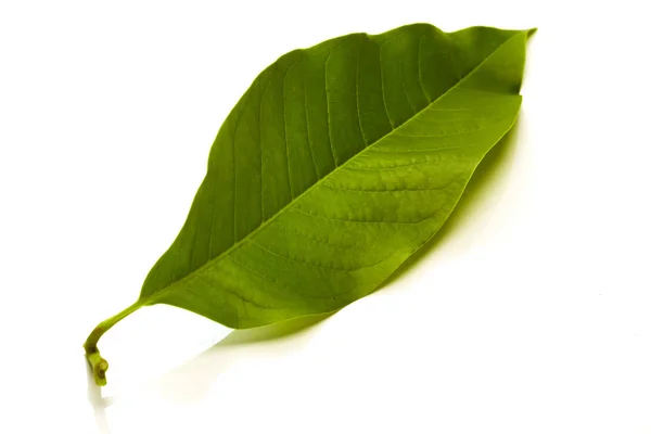 Champaka Leaf Tropical Isolated White Background — Stock Photo, Image