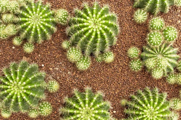 Thermalpflanzen Kakteen Pflanzenwachstum Der Wüste Echinopsis Calochlora Cactaceae — Stockfoto
