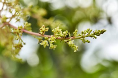 Organik mango tomurcukları açık bahçelerde yakın