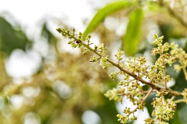 Organik mango tomurcukları açık bahçelerde yakın