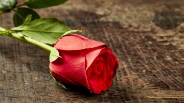Bir kaba ahşap masa üzerinde tek bir kırmızı gül