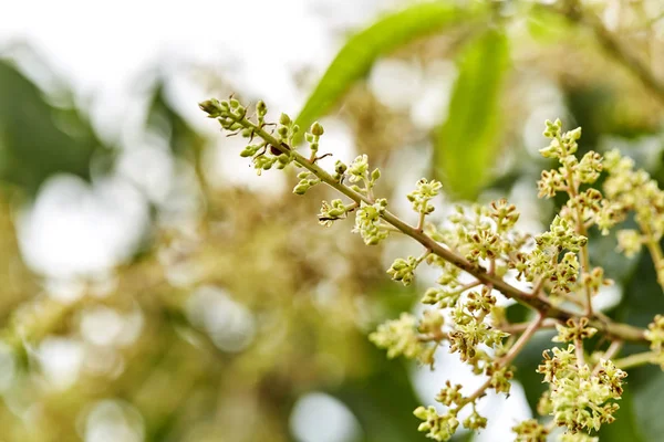 Organik mango tomurcukları açık bahçelerde yakın