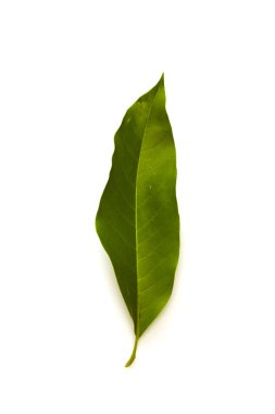 Beyaz arka plan üzerinde izole Champaka yaprak tropikal