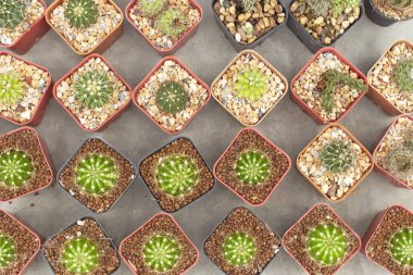 Termal tesisleri kaktüs bitki grubu büyüme çöl, Echinopsis calochlora cactaceae