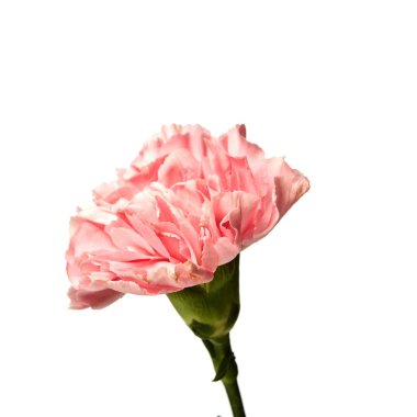 Beyaz arkaplanda izole edilmiş pembe karanfil çiçeği