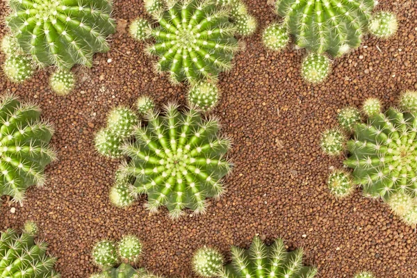 Růst Rostlin Skupiny Aplikace Tepelných Zařízení Kaktus Poušti Cactaceae Echinopsis — Stock fotografie