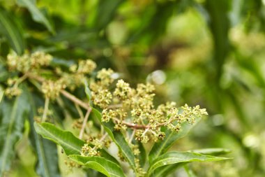Organik mango tomurcukları açık bahçelerde yakın