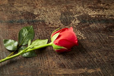 Bir kaba ahşap masa üzerinde tek bir kırmızı gül