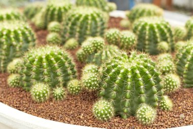 Termal tesisleri kaktüs bitki grubu büyüme çöl, Echinopsis calochlora cactaceae