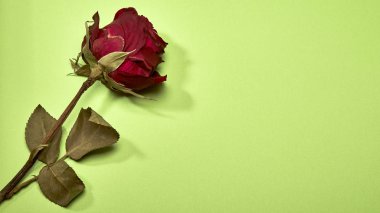 Kurutulmuş kırmızı gül gölge yeşil arka plan, en az Sevgililer kavramı üzerinde