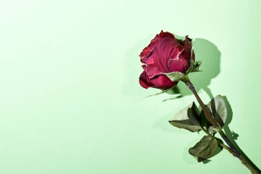 Yeşil zemin üzerine kırmızı gül kurutulmuş