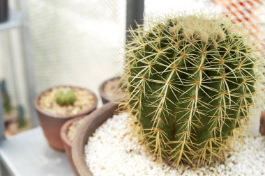 Termal tesisleri kaktüs bitki grubu büyüme çöl, Echinopsis calochlora cactaceae