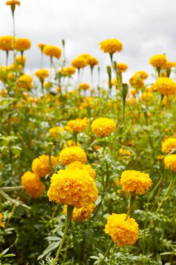 Bahçede güzel kadife çiçeği çiçek çok