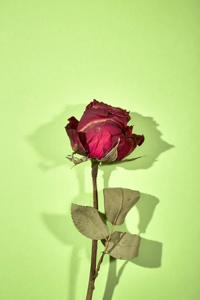 Sombra Rosa Vermelha Seca Fundo Verde Conceito Mínimo Valentim — Fotografia de Stock