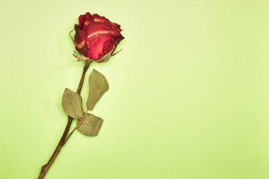 Kurutulmuş kırmızı gül gölge yeşil arka plan, en az Sevgililer kavramı üzerinde