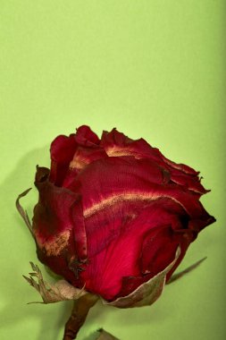 Kurutulmuş kırmızı gül gölge yeşil arka plan, en az Sevgililer kavramı üzerinde