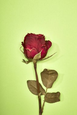 Kurutulmuş kırmızı gül gölge yeşil arka plan, en az Sevgililer kavramı üzerinde