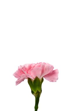 Beyaz arkaplanda izole edilmiş pembe karanfil çiçeği