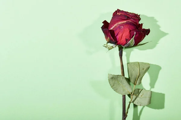 Rosa Vermelha Seca Fundo Verde Conceito Mínimo Valentim — Fotografia de Stock