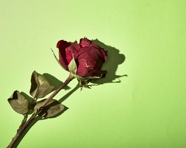 Sombra Rosa Vermelha Seca Fundo Verde Conceito Mínimo Valentim — Fotografia de Stock