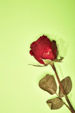 Kurutulmuş kırmızı gül gölge yeşil arka plan, en az Sevgililer kavramı üzerinde