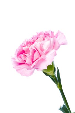 güzel beyaz bir arka plan üzerinde karanfil çiçek çiçeklenme