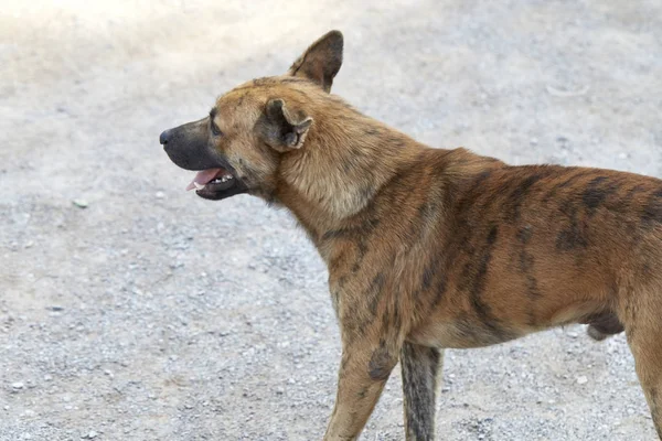 Hund Ser Frugtplantage Thailand - Stock-foto