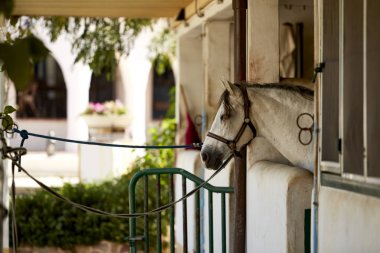 Portre beyaz çeyrek at ayakta çiftlikte