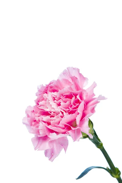 Güzel Beyaz Bir Arka Plan Üzerinde Karanfil Çiçek Çiçeklenme — Stok fotoğraf